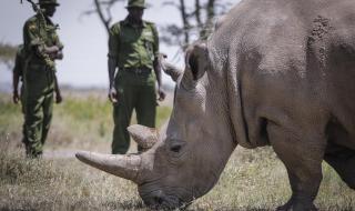 仅存2只北部白犀牛 仅存2只北部白犀牛