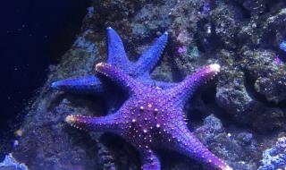 北京海洋馆门票团购 北京海洋馆门票团购