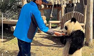 熊猫和饲养员吵架 熊猫和饲养员吵架