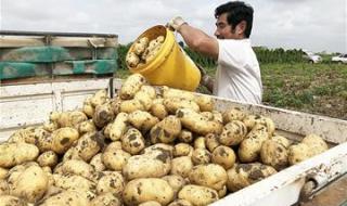 希森马铃薯 希森马铃薯