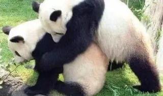 大熊猫丫丫回国时间线 大熊猫丫丫回国时间线